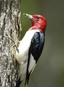 Red_Headed_Wood_Pecker__vert