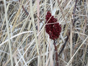 Seeds are abundant at this time of year, and readily visible because of the lack of leaves & petals. The red sumac patch was striking against the tall white prairie grass.